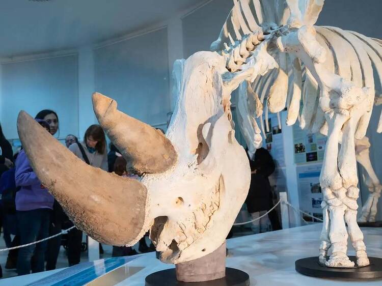 Museo Moyano – Dinosaurios, fósiles y curiosidades para toda la familia