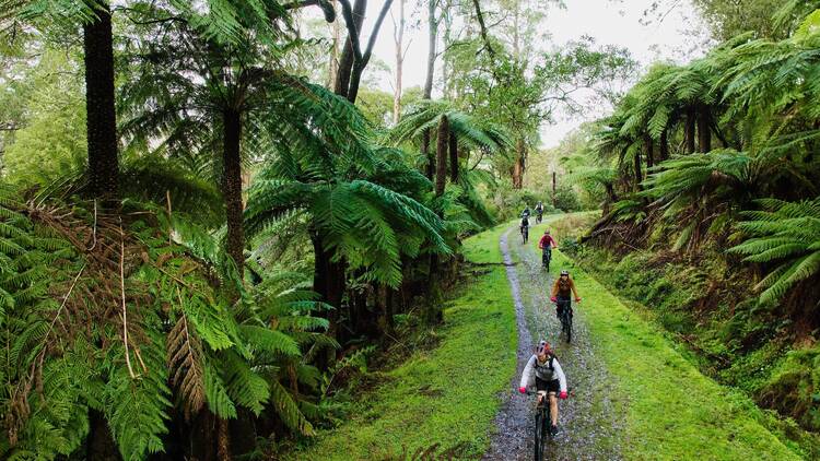 People mountain bike riding through a lush rainforest.