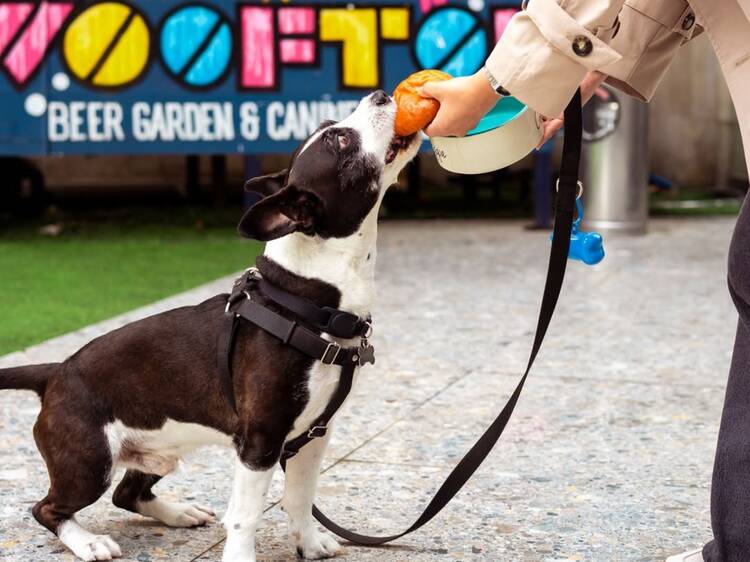Disfrutar del sol en Wooftop