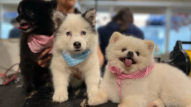 Tener un masaje en BöN Pet Spa
