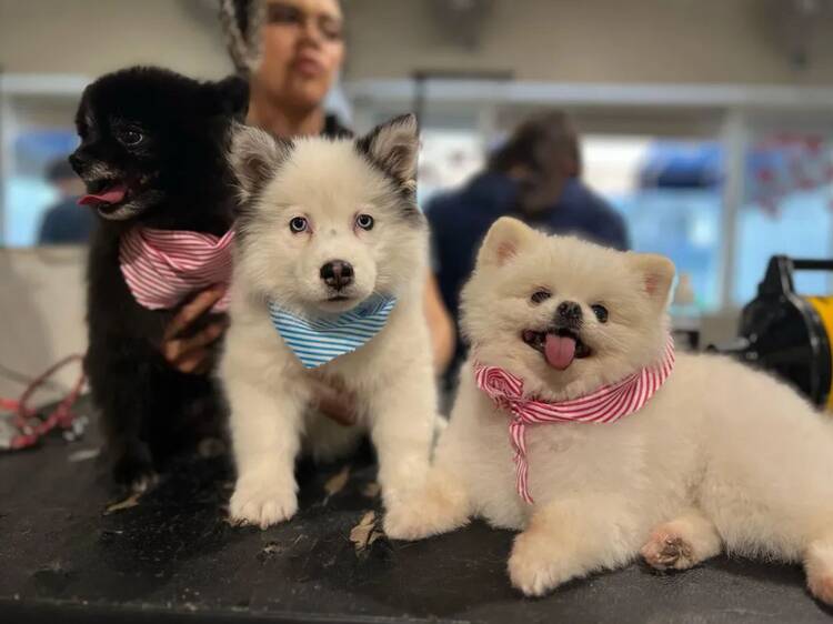Tener un masaje en BöN Pet Spa