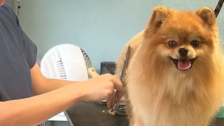 Relajarse en Charles Pet Spa & Cafe