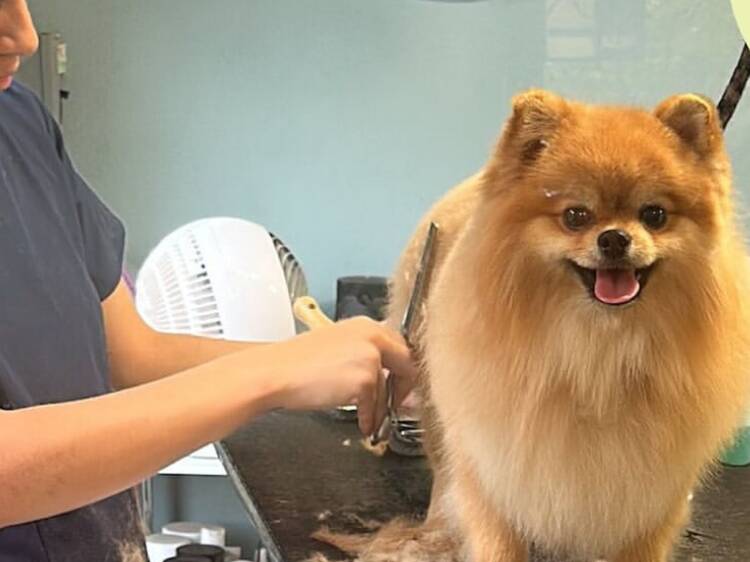 Relajarse en Charles Pet Spa & Cafe