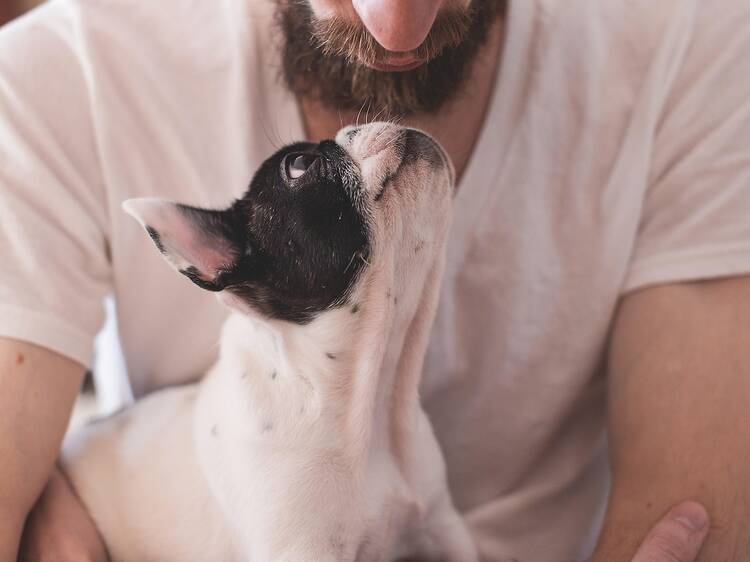 ¿Cuánto cuesta tener un perro?