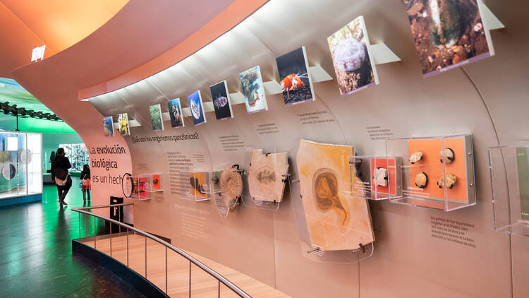Adiós museos de la UNAM: estos cerraron por vacaciones de verano