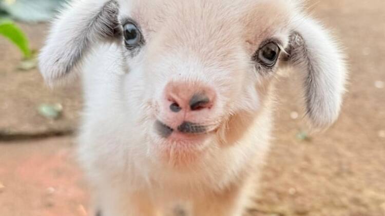 Discover the joy of feeding donkeys at The Donkey Dairy