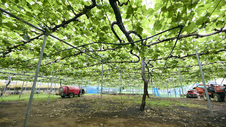 Kimura Vineyard