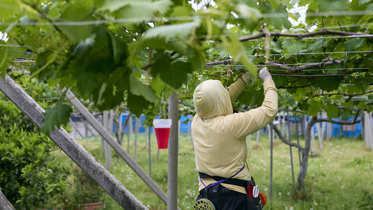 Yamauchi Vineyard