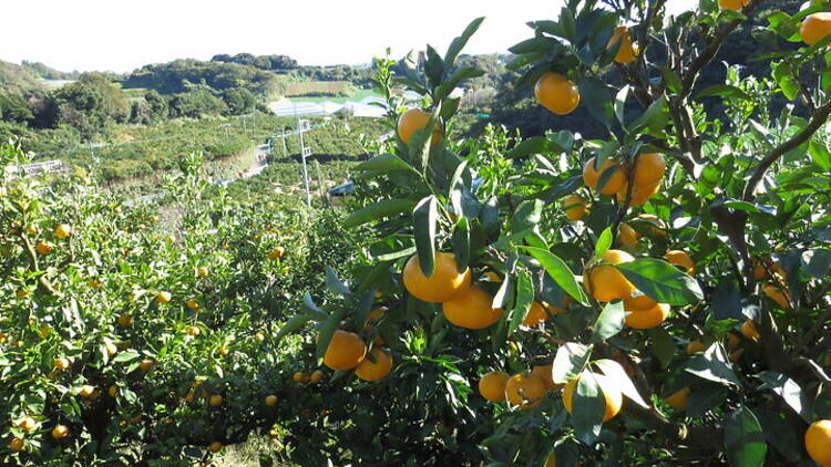 Tsukuihama Tourist Farm, orange grove