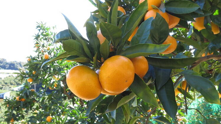 Tsukuihama Tourist Farm, oranges