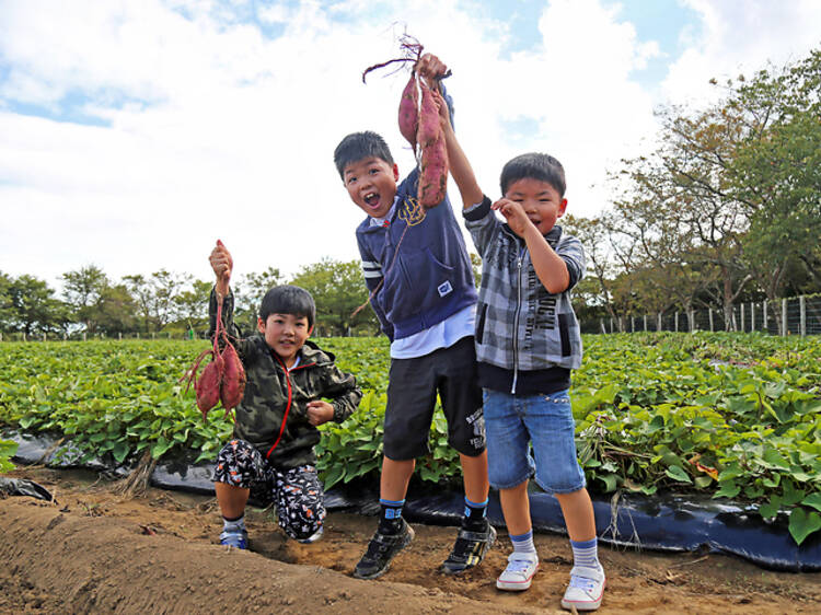 Satsumaimo digging at Mother Farm