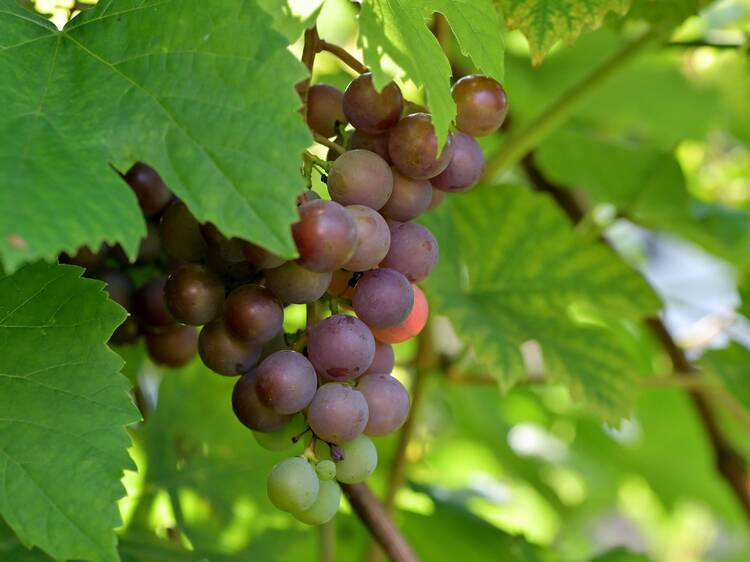 Kimura Vineyard