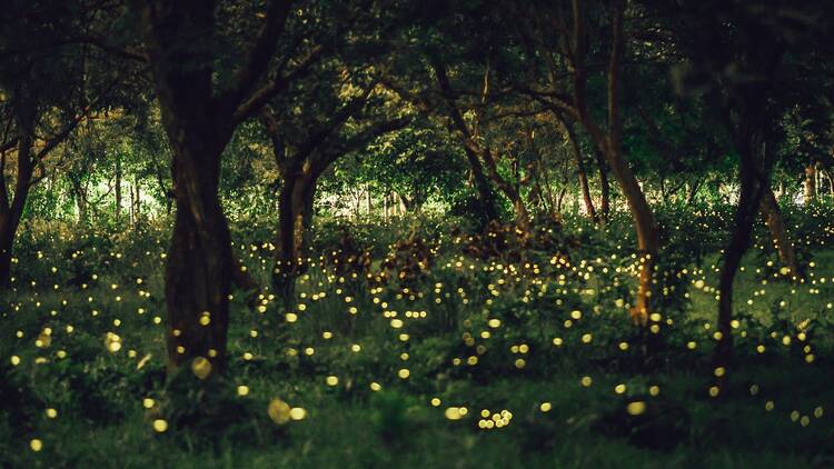 Fireflies in a forest
