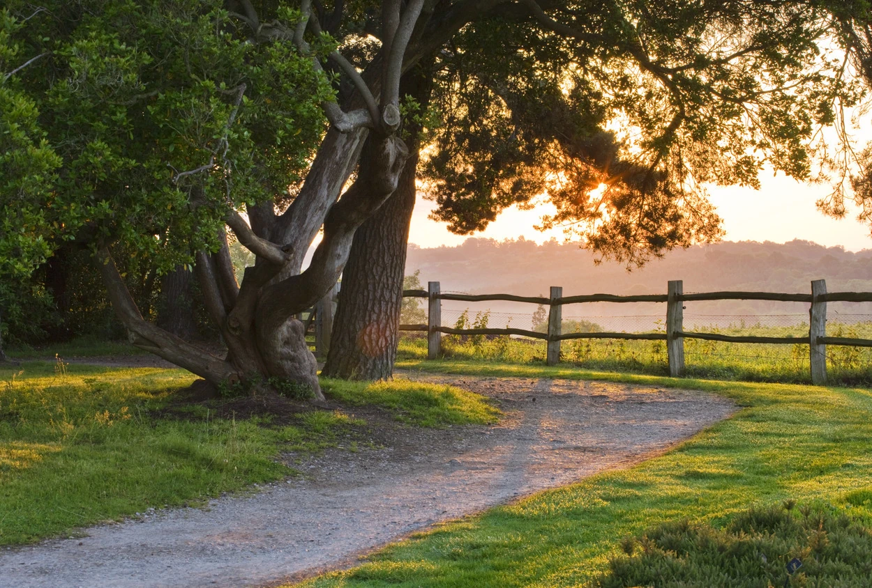 Sunrise at Nymans, West Sussex, in June