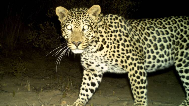 CapeNature Leopard