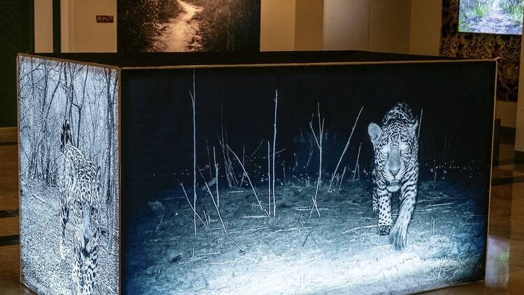 El sueño del jaguar (Museo de América).