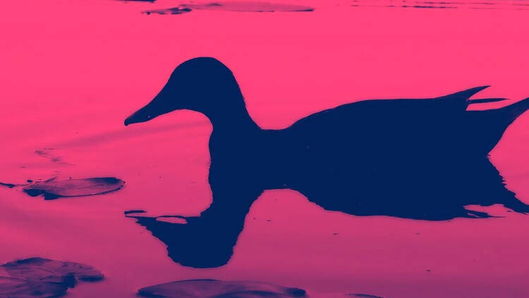 Uma Ária para o Pato-real