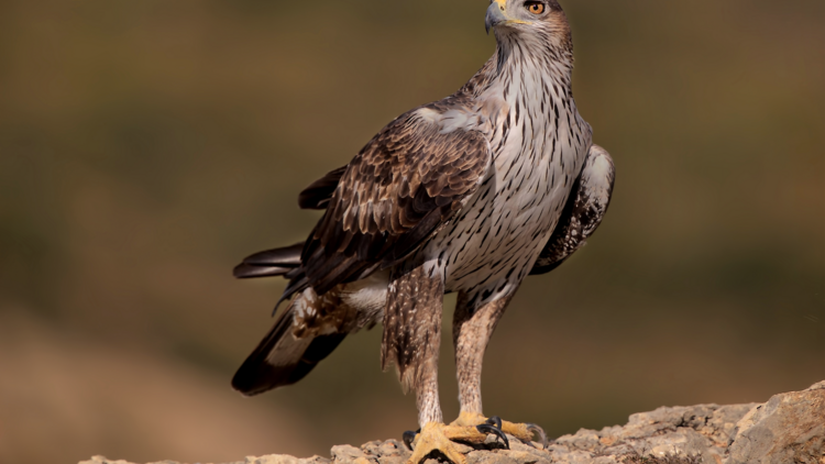 Águia-de-bonelli
