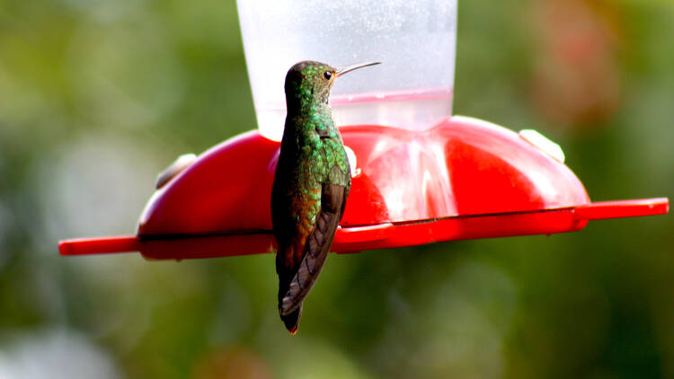 Jardines para la Vida 2025: serán estos espacios para colibríes