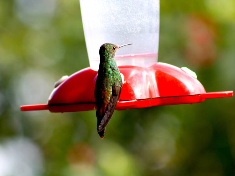 Jardines para la Vida 2025: serán estos espacios para colibríes