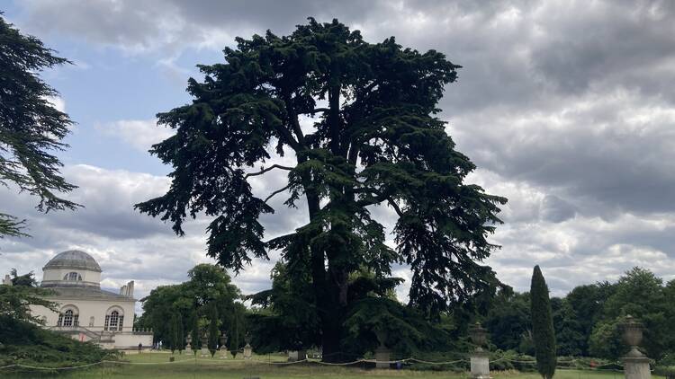 The Beatles' Cedar Tree at Chiswick House and Gardens 
