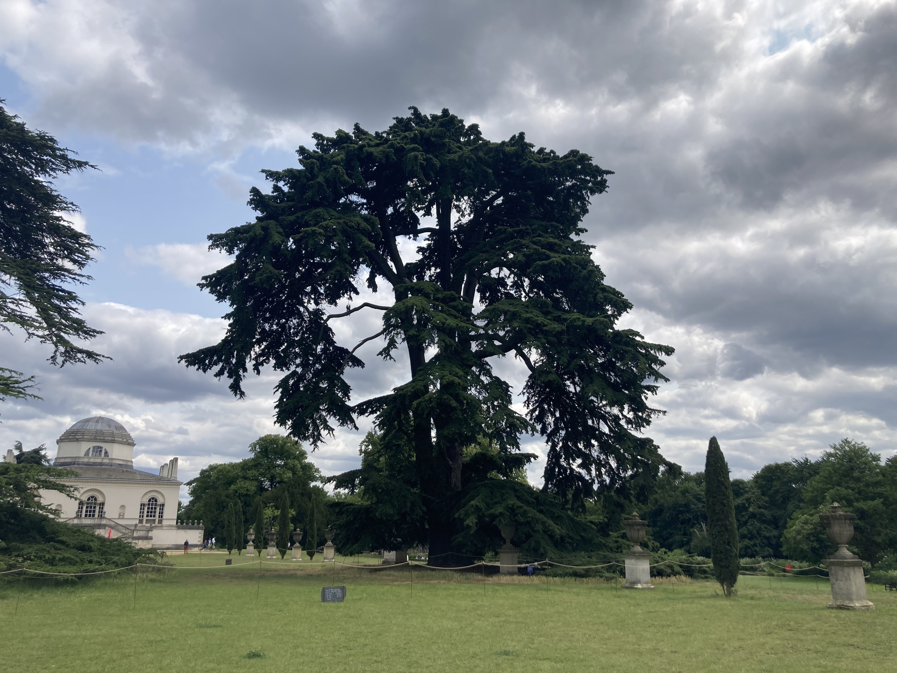 This London tree that was made famous by the Beatles has been nominated for Tree of the Year 2025