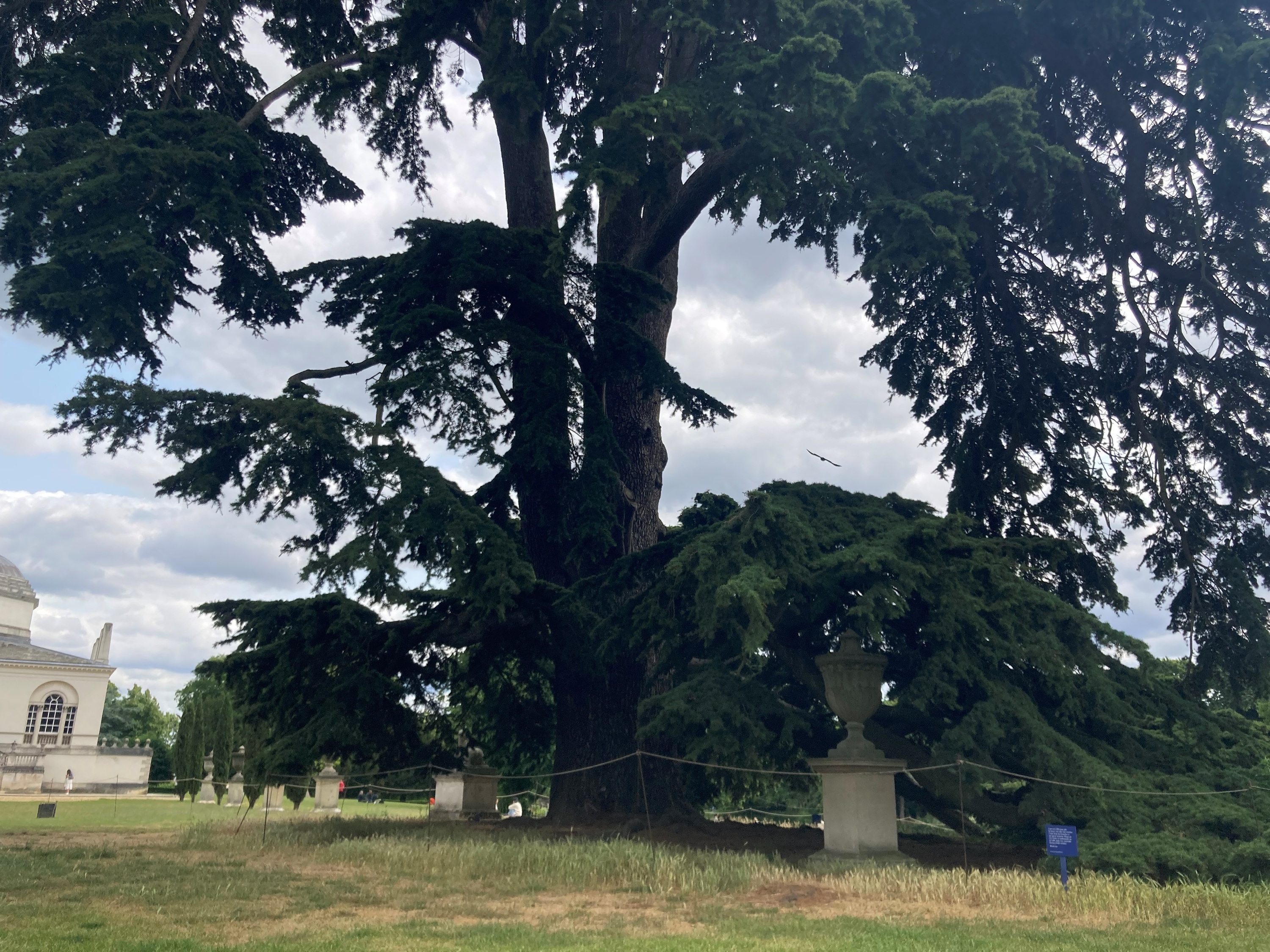 The Beatles' Cedar Tree at Chiswick House and Gardens 