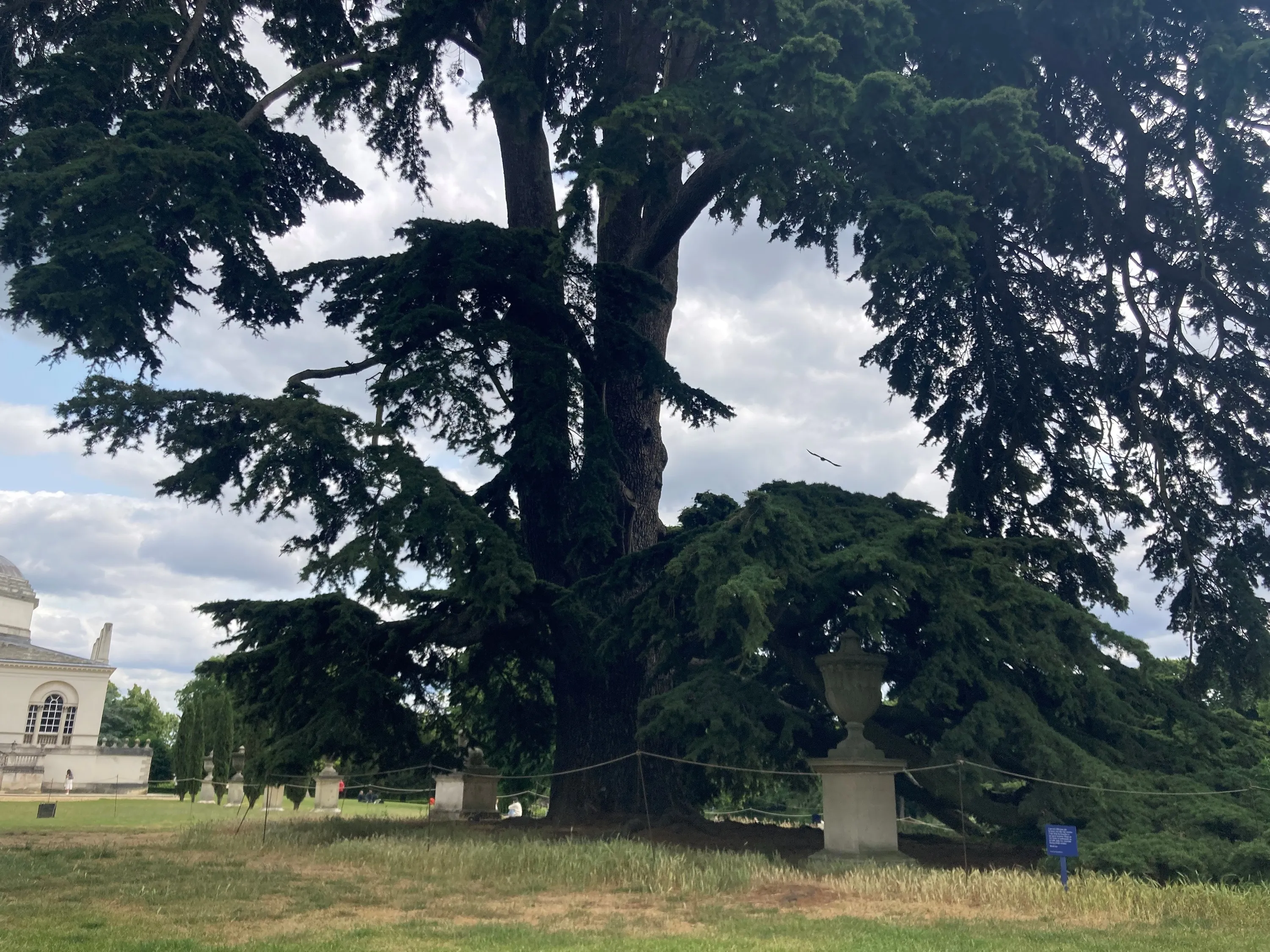 The Beatles' Cedar Tree at Chiswick House and Gardens