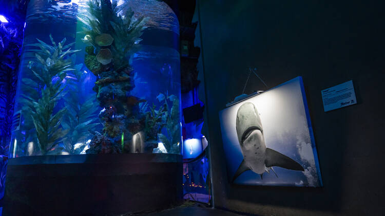 Exposición tiburones en acuario Inbursa