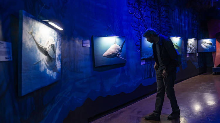 Exposición de tiburones en acuario Inbursa
