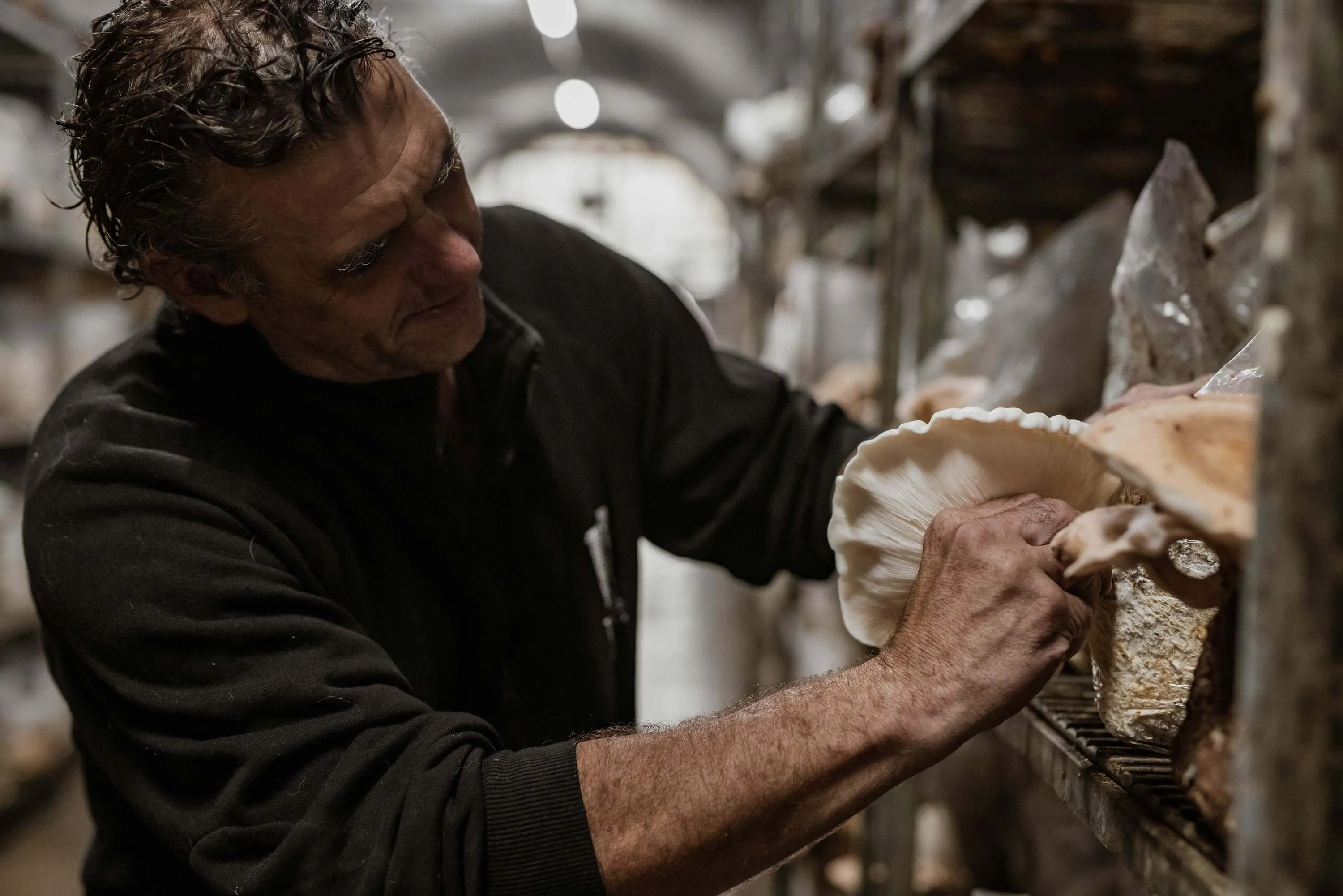 Man harvesting mushroom