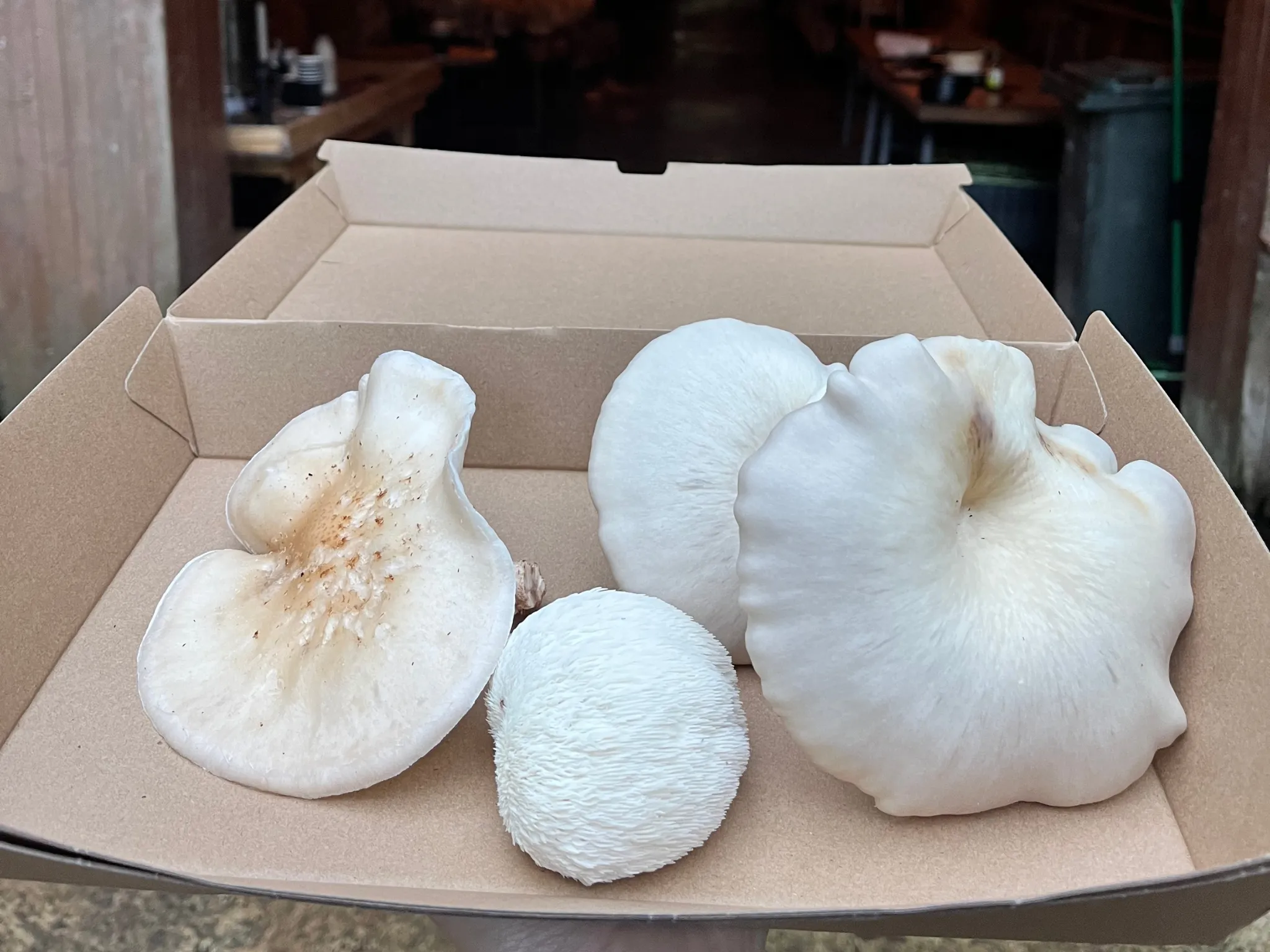 Tray of white mushrooms