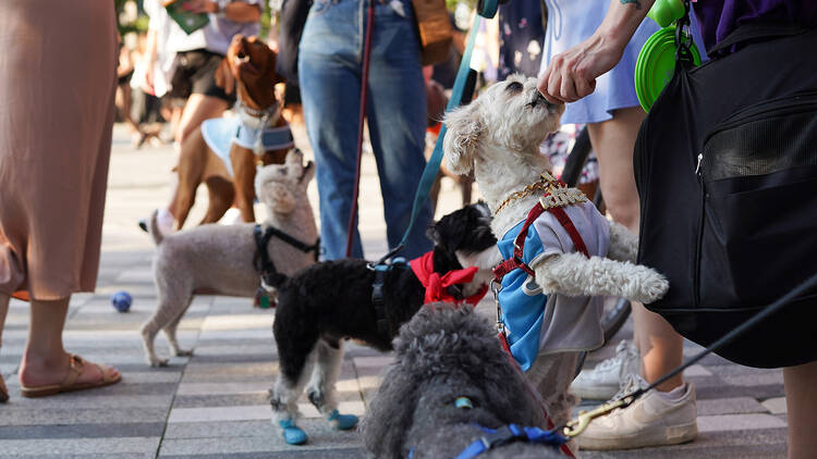 dogs at hudson yards