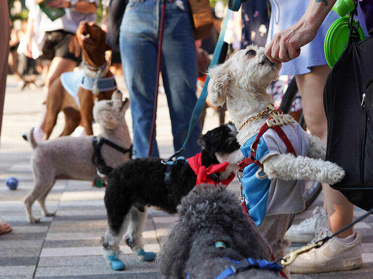 Hudson Yards will host free monthly pet meet-ups and adoption parties all summer long Hudson Yards will host free monthly pet meet-ups and adoption parties all summer long