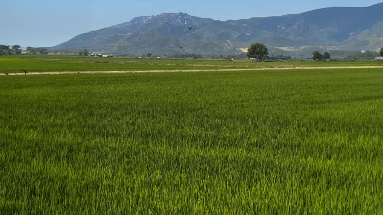 Un paisaje cultivado con paciencia