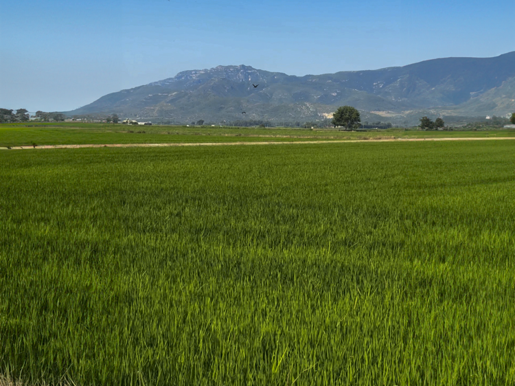 Un paisaje cultivado con paciencia