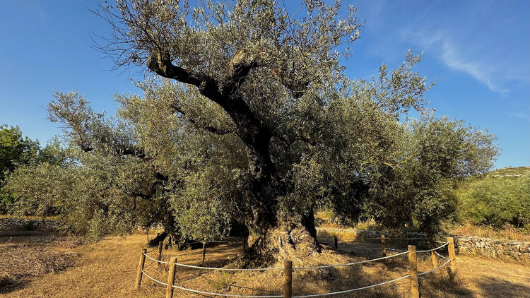 Ulldecona: un paseo entre olivos