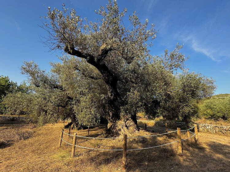 Ulldecona: un paseo entre olivos