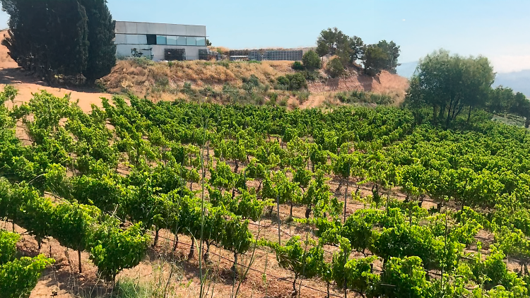 El reino de la garnacha blanca