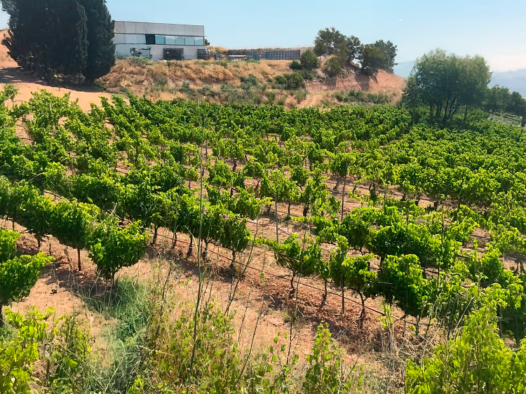 El reino de la garnacha blanca