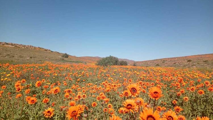 SANParks wild flowers