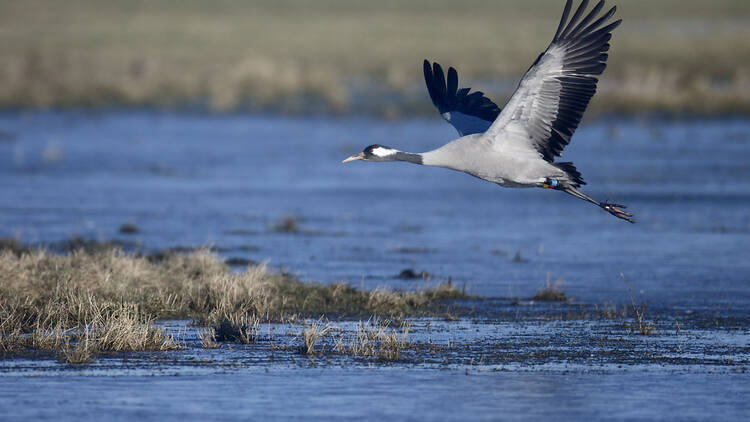 Common crane