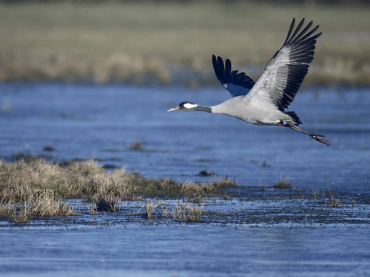 The biggest bird in Britain has returned after being nearly hunted to extinction