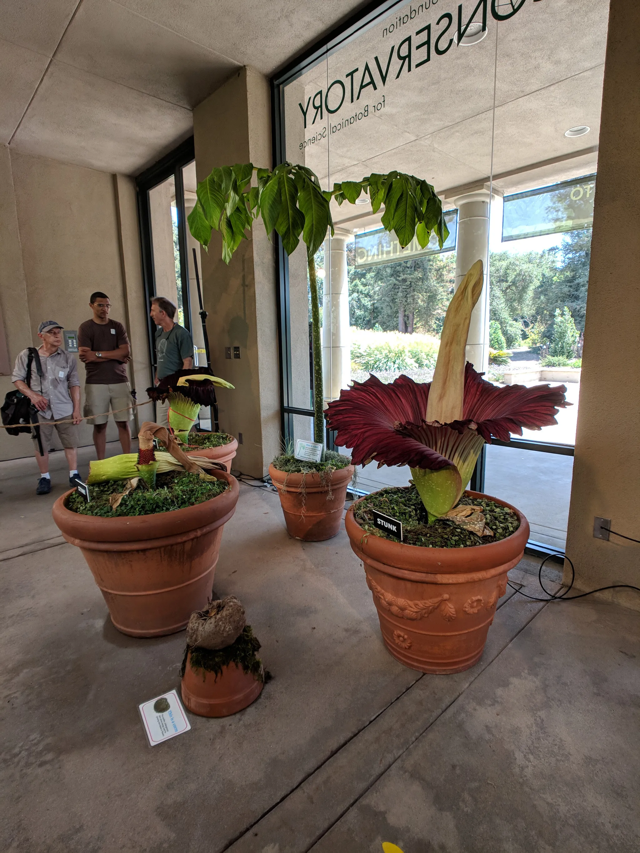 Corpse flowers at the Huntington