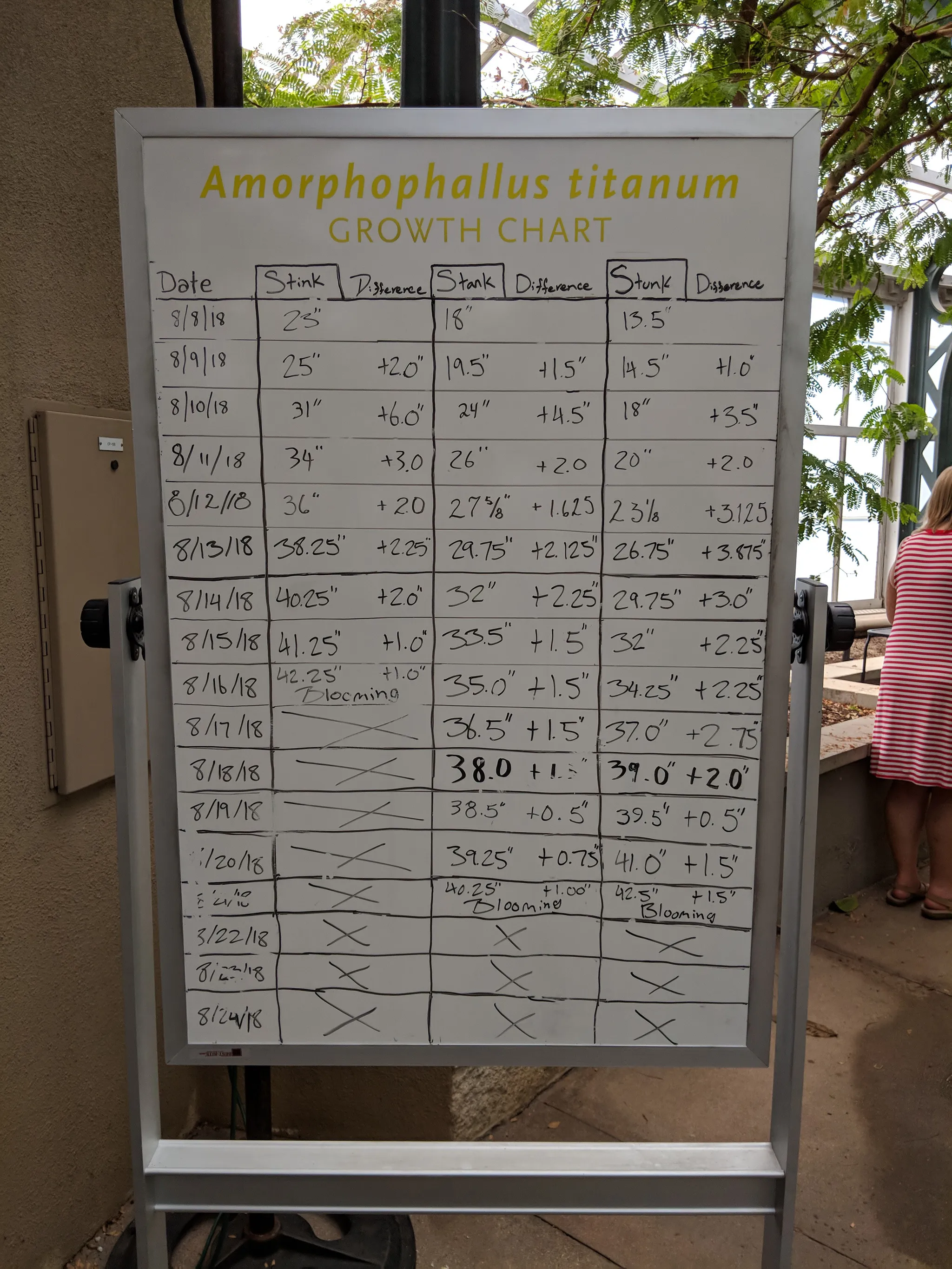 Corpse flower growth chart at the Huntington