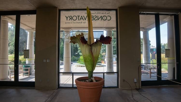 Corpse flower not yet in bloom in the Conservatory