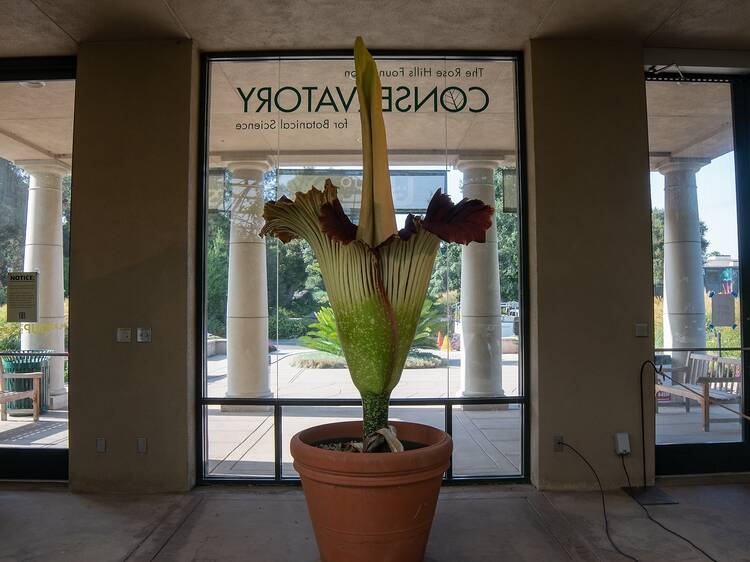 Hold your nose: A corpse flower is almost ready for its short-lived stinky bloom at the Huntington Hold your nose: A corpse flower is almost ready for its short-lived stinky bloom at the Huntington