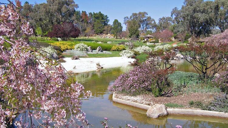 Sakura Matsuri, Cowra Japanese Garden