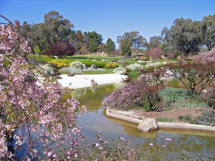 Sakura Matsuri, Cowra Japanese Garden