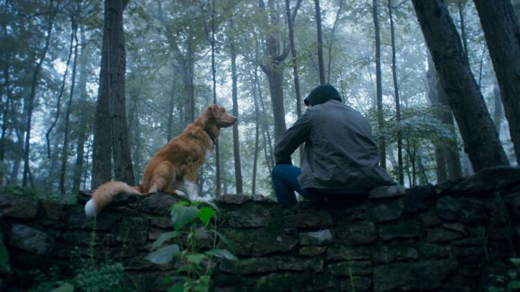 Good Boy